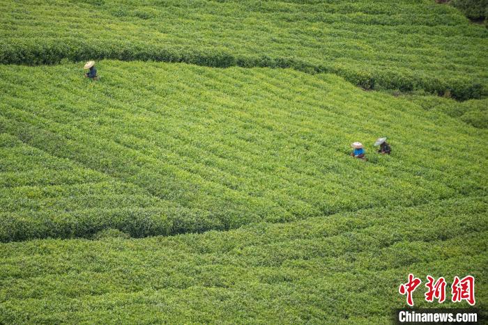 茶農(nóng)采摘谷雨茶?！√普?攝