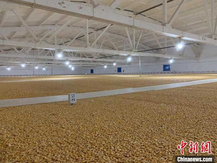 倉內(nèi)清涼干爽、遍地金黃，上千平方米的糧食盡收眼底。　王惠琳 攝