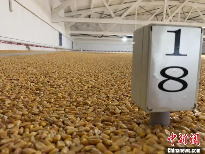 數(shù)千噸的小麥、玉米如同一塊塊被“切平”的巨型蛋糕“鑲嵌”在地面上。　王惠琳 攝