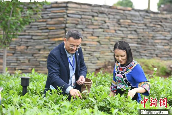 東盟國家媒體記者在辰龍關(guān)茶園采茶?！钊A峰 攝