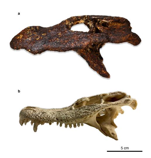 國(guó)際最新研究發(fā)現(xiàn)新的古代亞洲短吻鱷屬物種與揚(yáng)子鱷親緣很近