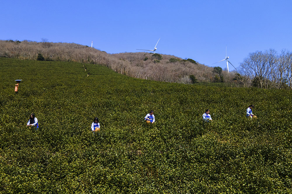 茶農(nóng)們搶抓晴好天氣采摘春茶。楊云中攝