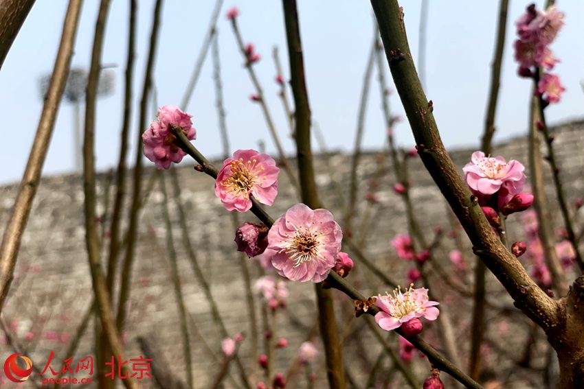 明城墻遺址公園梅花初綻。 人民網(wǎng) 池夢(mèng)蕊攝