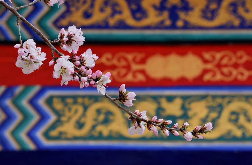 “云”賞桃花相映紅。紅橋區(qū)委宣傳部供圖