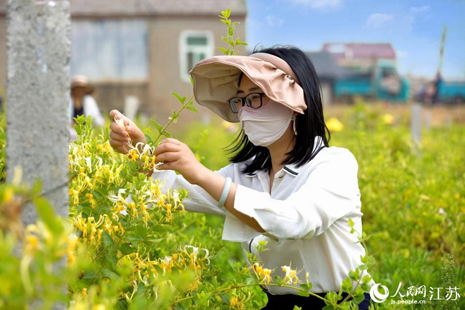 黃白相間的金銀花簇?fù)砀?jìng)開(kāi)，清香四溢。紀(jì)星名攝