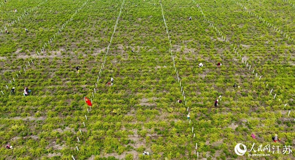 航拍陳楊村金銀花種植基地。紀(jì)星名攝