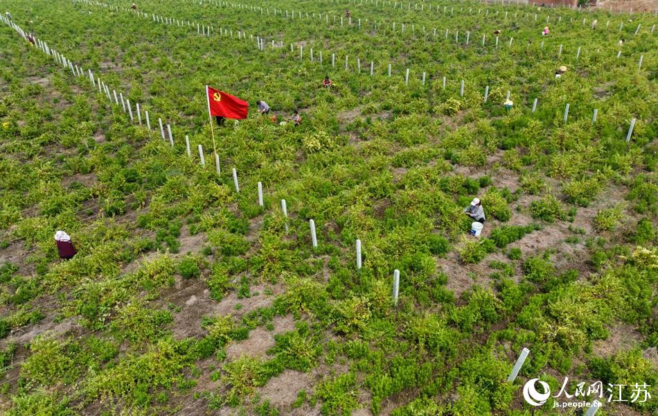 金銀花已成為當?shù)厝罕娧壑械闹赂换?。紀星名攝