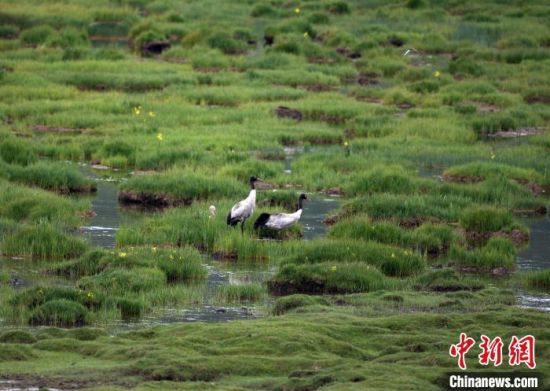 圖為祁連山國(guó)家公園青海片區(qū)內(nèi)的黑頸鶴?！∑钸B山國(guó)家公園青海省管理局供圖 攝