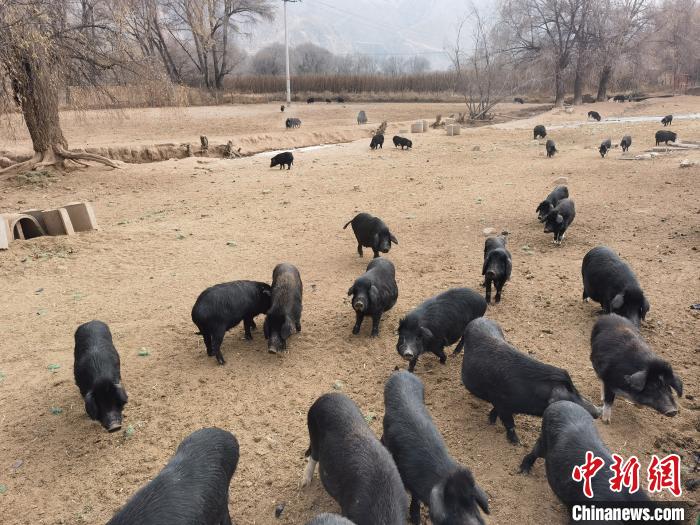 圖為藏香豬?！∑钤鲚?攝