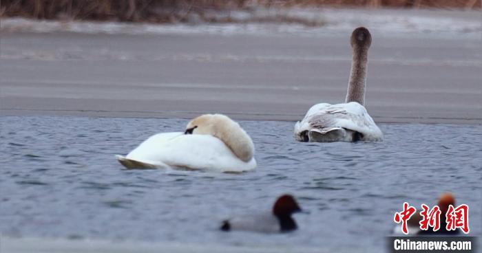 圖為疣鼻天鵝水面休憩?！∏嗪夜珗@觀鳥協會供圖 攝