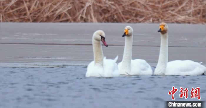 圖為疣鼻天鵝與大天鵝?！∏嗪夜珗@觀鳥協會供圖 攝