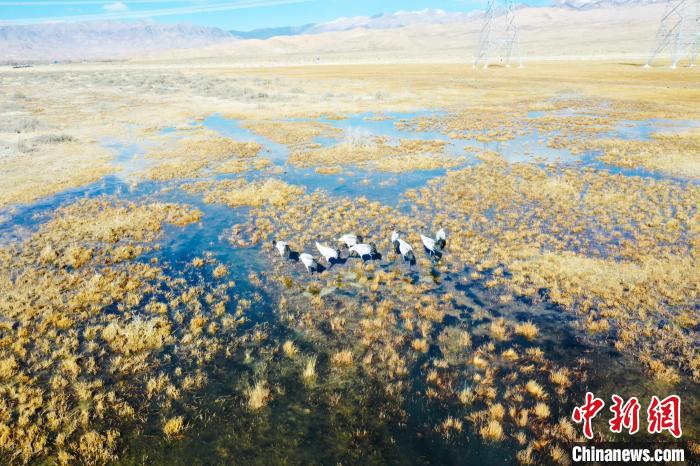 圖為一群黑頸鶴在濕地中央行走。　卡美燕 攝