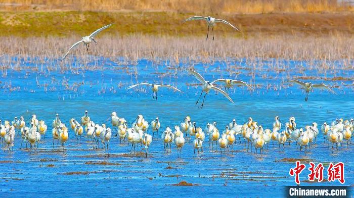 沿海濕地，鳥類天堂?！←}城市委宣傳部供圖