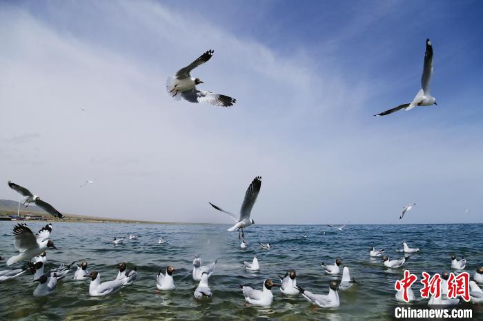 圖為水鳥在青海湖飛翔?！●R銘言 攝