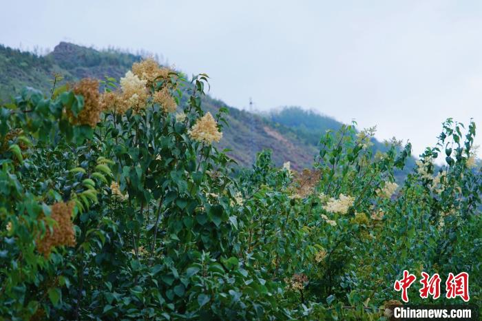圖為西寧北山上的丁香樹?！●R銘言 攝