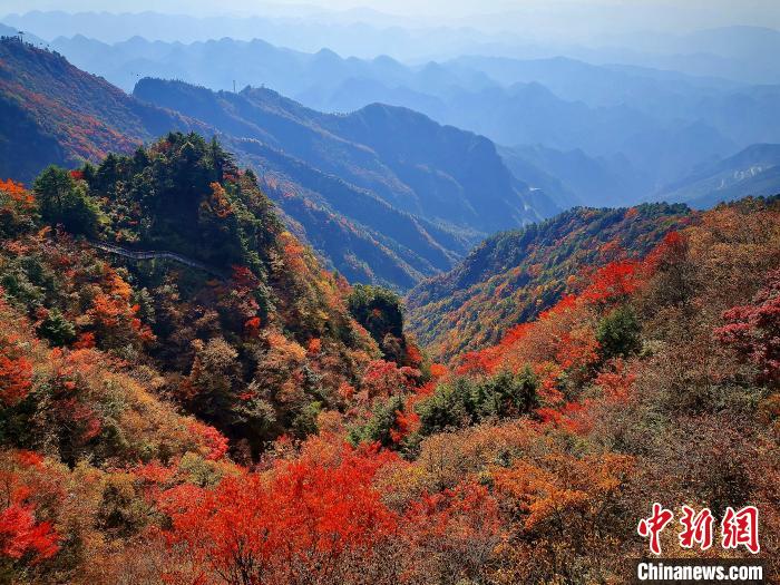 巴山大峽谷漫天紅葉?！埰?攝