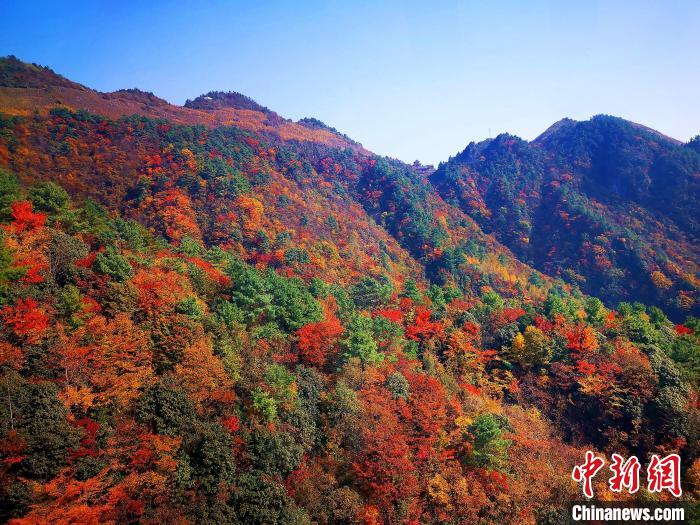 巴山大峽谷漫天紅葉?！埰?攝