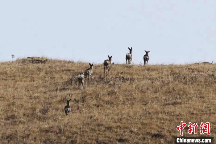 圖為狍鹿在山坡上漫步?！〔彭椖霞?攝