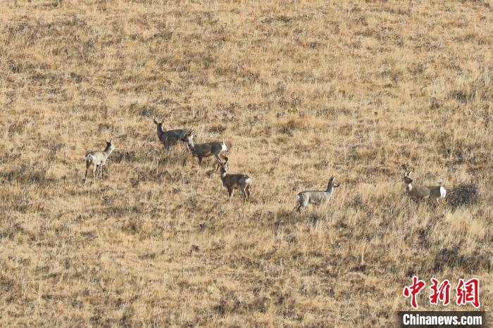 圖為狍鹿在山坡上覓食嬉戲?！〔彭椖霞?攝