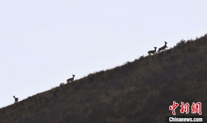 圖為狍鹿在山坡上漫步?！〔彭椖霞?攝