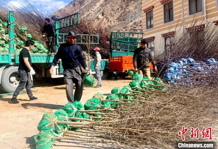 民眾搬運(yùn)苗木。　昌都市芒康縣委宣傳部供圖