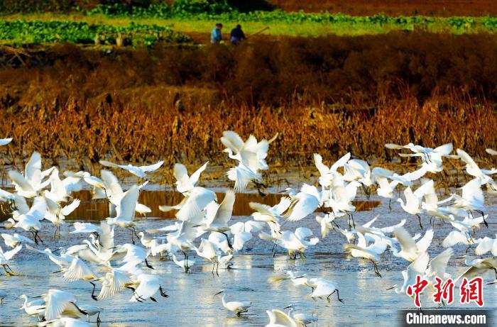 成都白鷺灣濕地公園?！“討?攝