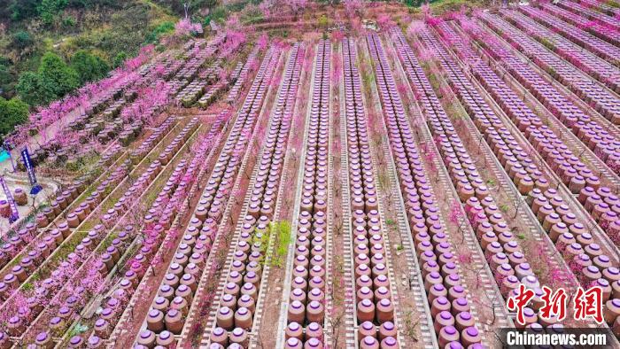 灼灼桃花惹人醉?！㈡?攝