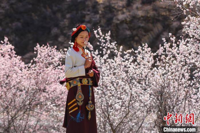 白玉縣河坡鎮(zhèn)桃花林間身穿民族服飾的藏族女孩?！“子袢诿?攝