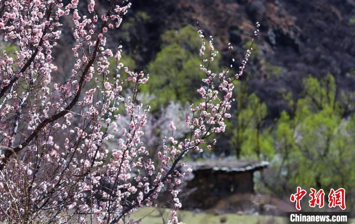 白玉縣河谷間盛開的桃花?！“子袢诿?攝