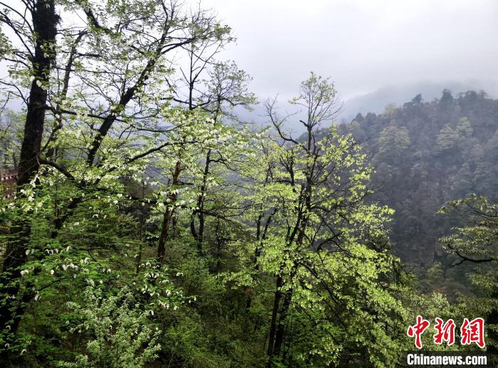 珙桐花朵潔白素雅，與青山雨霧融為一體?！螚?攝