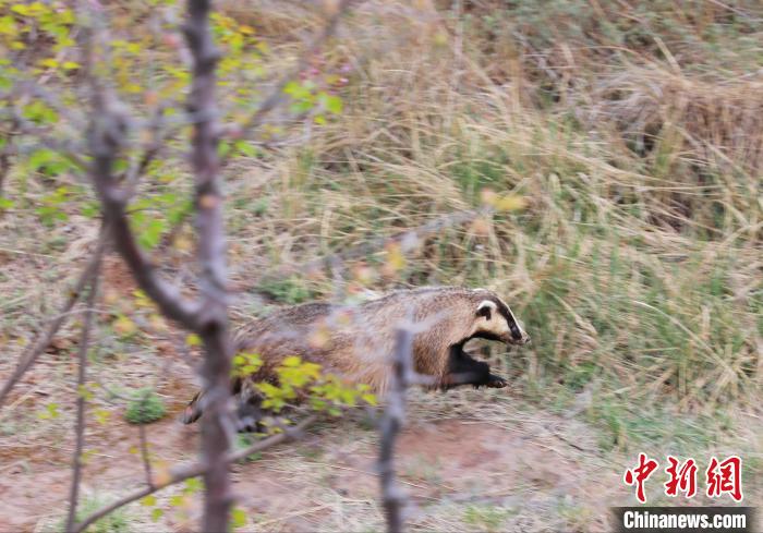 圖為西寧野生動(dòng)物園救護(hù)的狗獾在西寧市放歸大自然?！●R銘言 攝