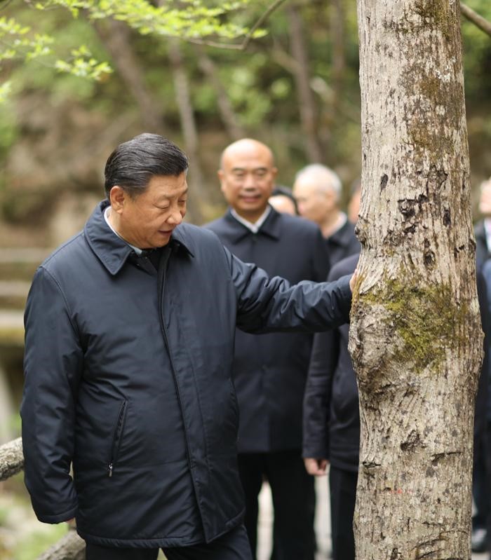 2020年4月20日，中共中央總書(shū)記、國(guó)家主席、中央軍委主席習(xí)近平在陜西考察調(diào)研。這是習(xí)近平在位于商洛市柞水縣的秦嶺牛背梁國(guó)家級(jí)自然保護(hù)區(qū)，考察秦嶺生態(tài)保護(hù)情況。 新華社記者 鞠鵬 攝