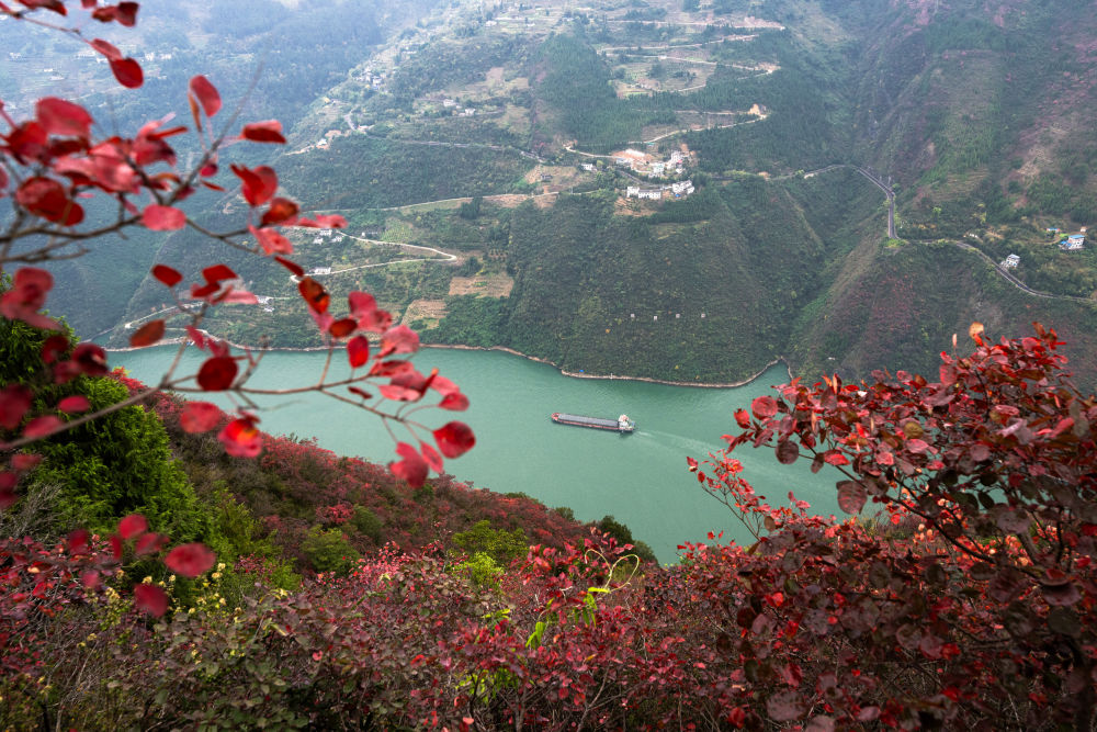 船舶行駛在紅葉掩映下的長江三峽重慶市巫山縣水域（2023年11月30日攝）。新華社記者 肖藝九 攝