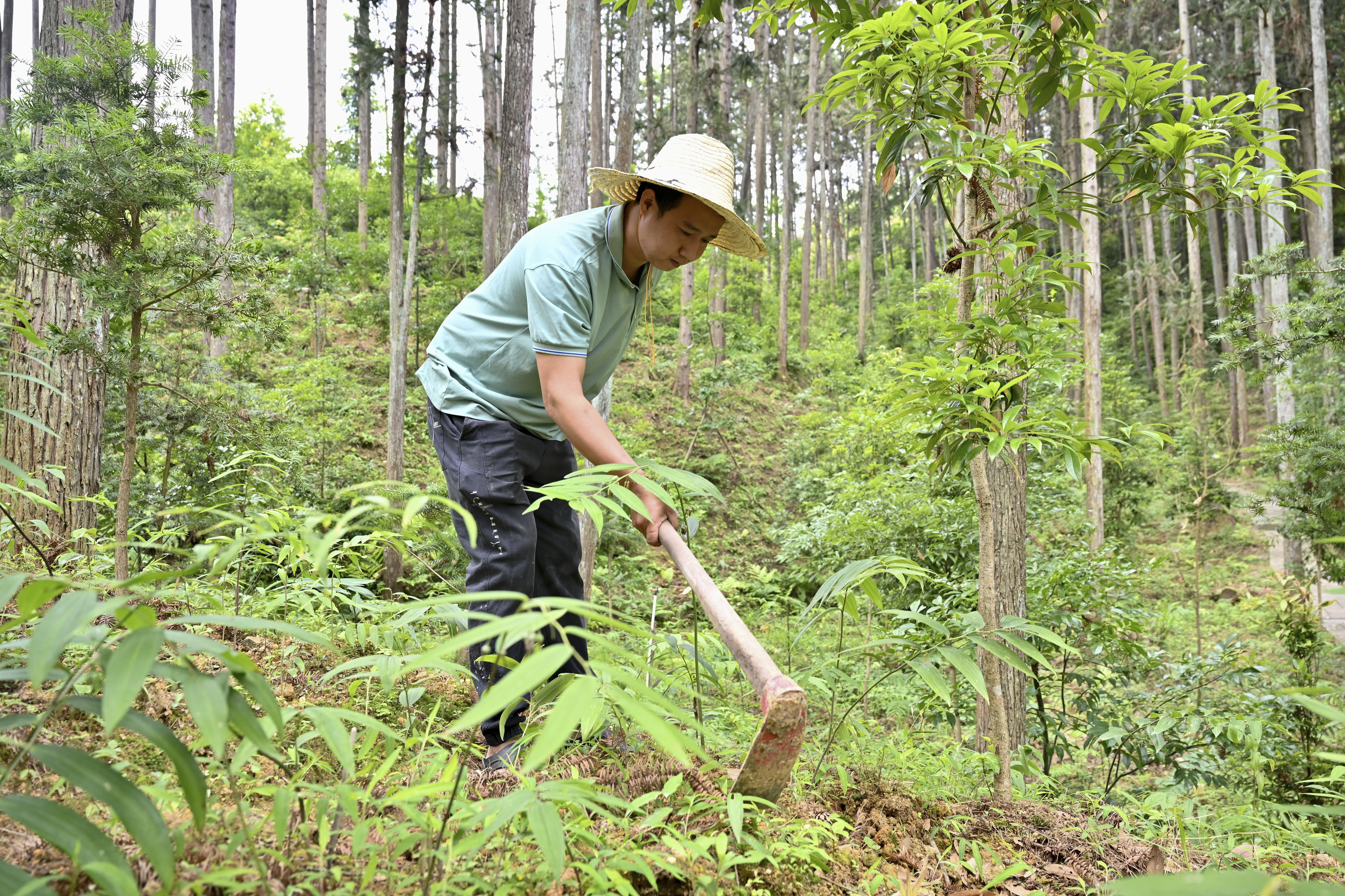 2024年5月9日，福建省三明市馬巖林下經濟種植示范基地工人在管理林下種植的多花黃精。