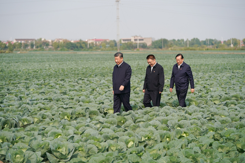 2024年11月5日，習(xí)近平總書記在湖北嘉魚潘家灣鎮(zhèn)十里蔬菜長(zhǎng)廊考察。