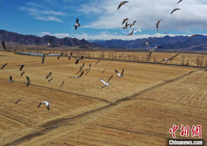 圖為黑頸鶴在拉薩市林周縣境內(nèi)飛翔?！∝暩聛?lái)松 攝