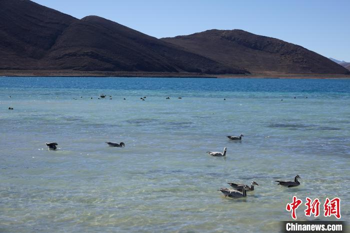 圖為過冬的候鳥在羊湖游弋?！∪轿木?攝