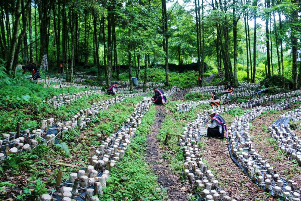 木耳種植基地。次仁央宗攝