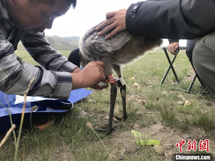 圖為研究人員為黑頸鶴佩戴GPS跟蹤設(shè)備。祁連山國家公園青海省管理局供圖