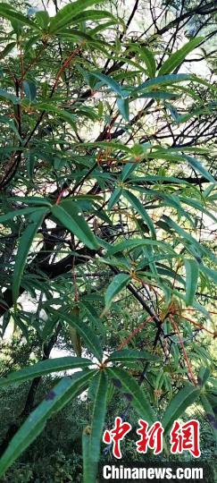 被稱為植物界“大熊貓”的五小葉槭植物?！】刀ㄊ形麄鞑抗﹫D