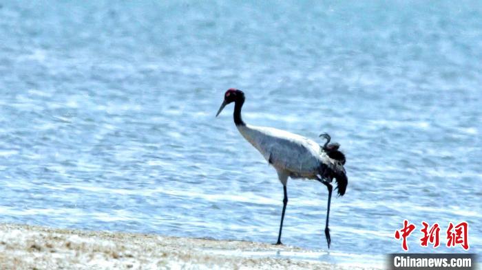 圖為黑頸鶴在青海湖畔散步?！《砣詹囟?攝