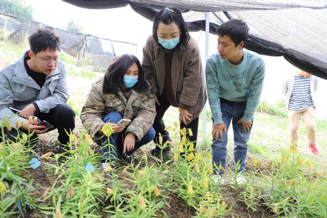 彭州對(duì)口支援工作組隊(duì)項(xiàng)目組查看瓦布貝母種植情況。彭州市宣傳部供圖