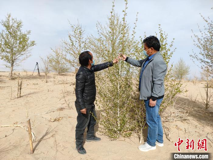 柴達木盆地的護林員：守護，只為那一片綠