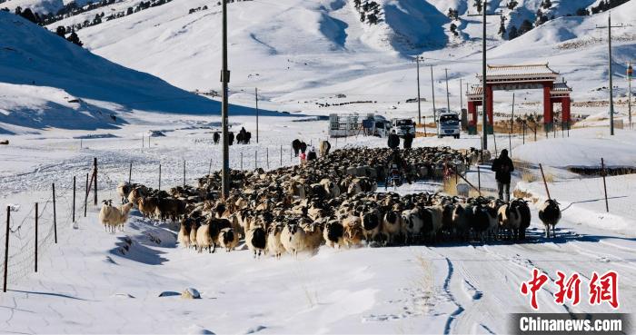 圖為村民在雪地上放牧?！《继m縣融媒體中心供圖