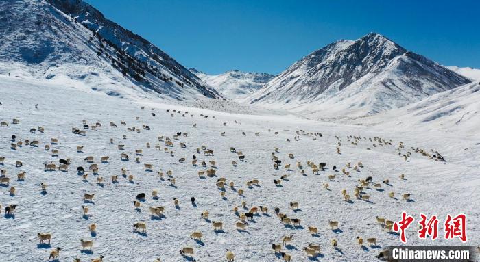 圖為羊群在雪地里覓食?！《继m縣融媒體中心供圖