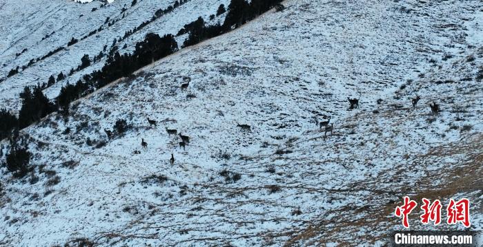 圖為巖羊和馬鹿集體在雪地里休憩?！《继m縣融媒體中心 供圖