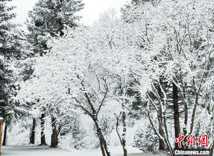 大熊貓國家公園王朗片區(qū)春雪如畫，宛若仙境?！×_春平 攝