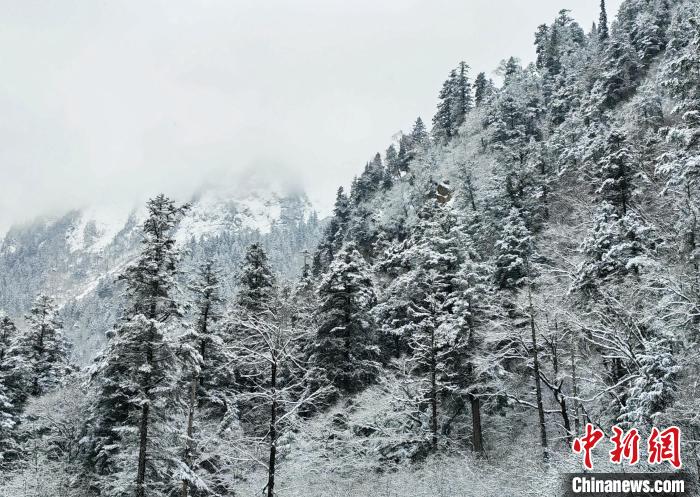 大熊貓國家公園王朗片區(qū)春雪如畫，宛若仙境?！×_春平 攝