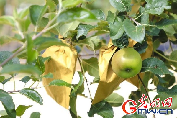 我們的家園｜小蘋果帶動大產(chǎn)業(yè)，帶你看看這座阿壩州小村的鄉(xiāng)村振興新模式