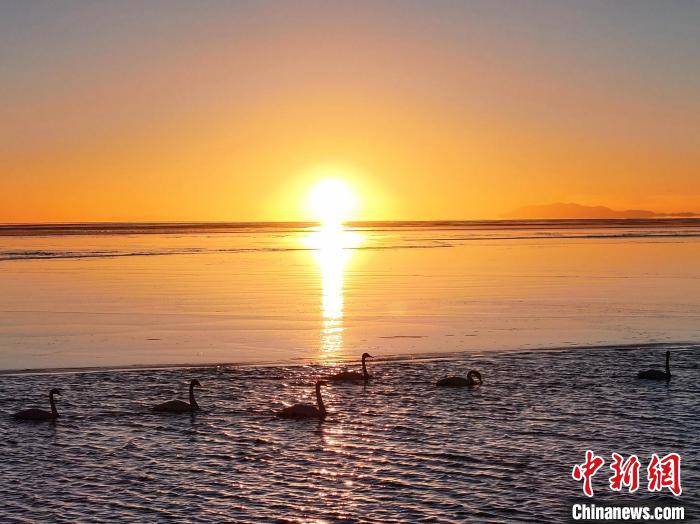 青海湖大天鵝遷徙而來沐浴游弋宛若仙子